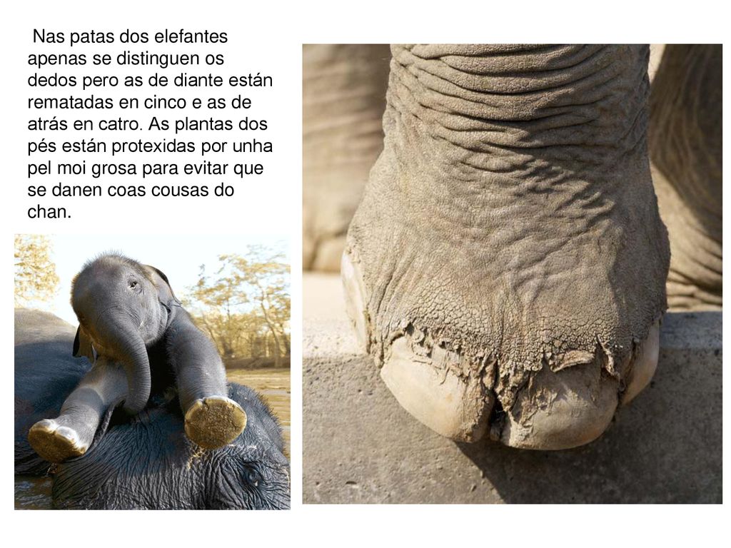 Nas patas dos elefantes apenas se distinguen os dedos pero as de diante están rematadas en cinco e as de atrás en catro.