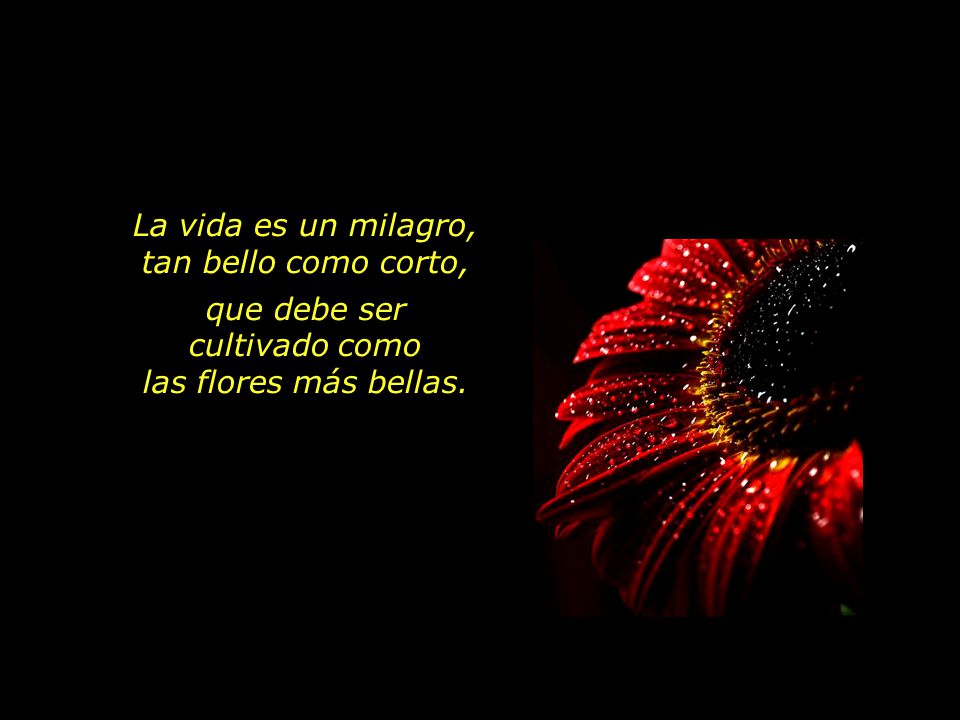 La vida es un milagro, tan bello como corto,