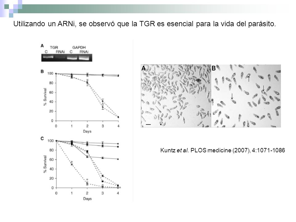 Utilizando un ARNi, se observó que la TGR es esencial para la vida del parásito.