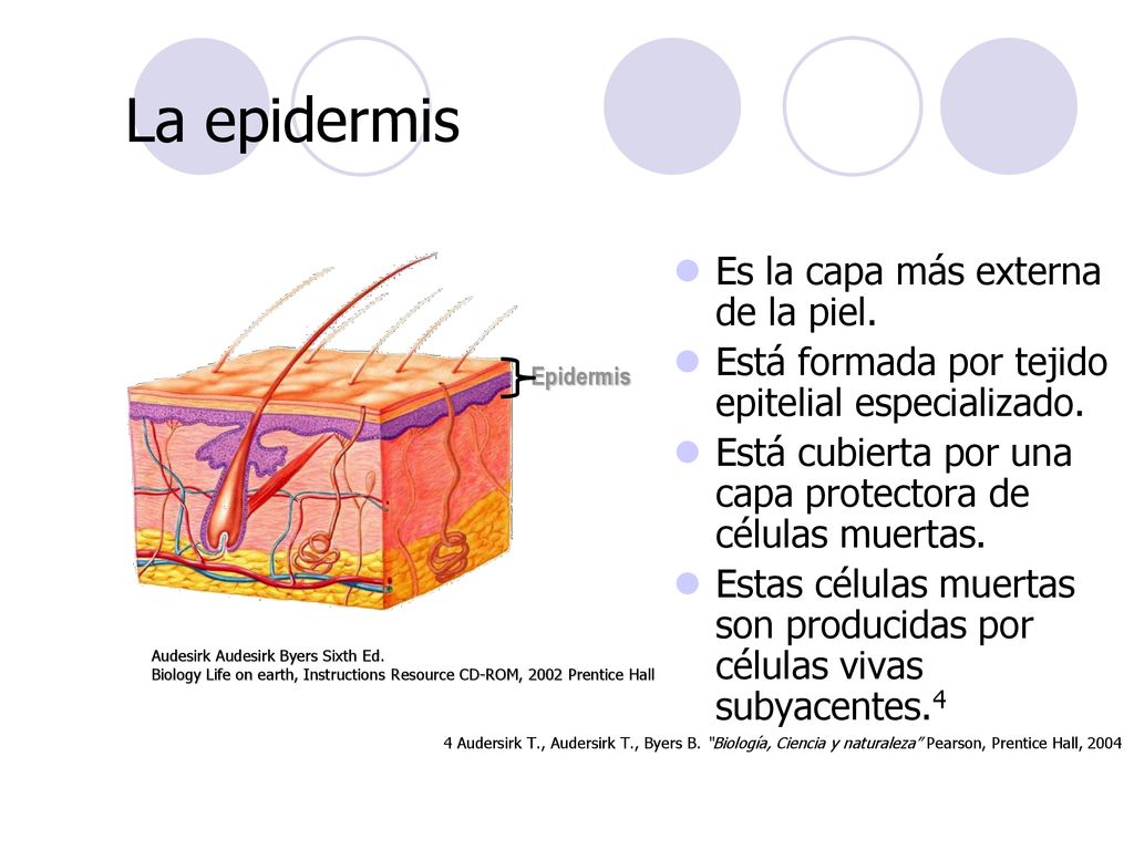 La epidermis Es la capa más externa de la piel.