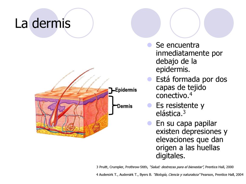La dermis Se encuentra inmediatamente por debajo de la epidermis.