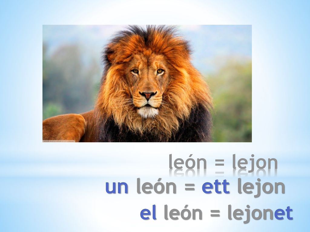 león = lejon un león = ett lejon el león = lejonet