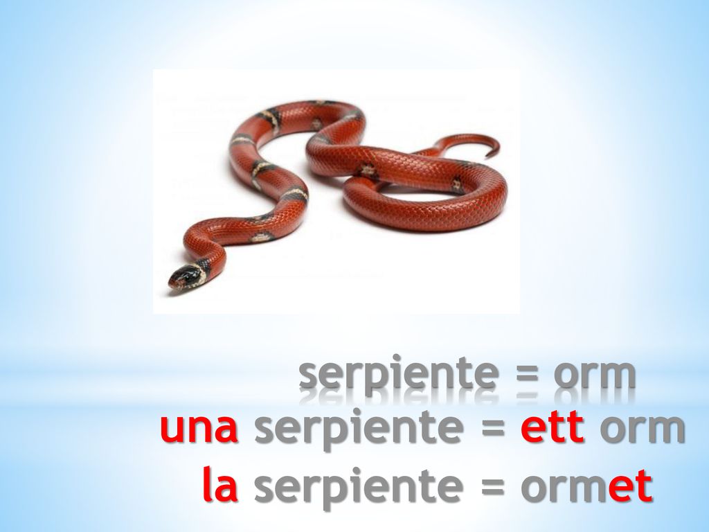 serpiente = orm una serpiente = ett orm la serpiente = ormet