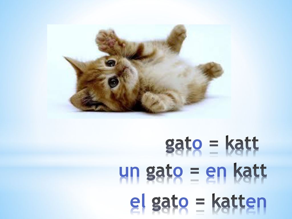 gato = katt un gato = en katt el gato = katten
