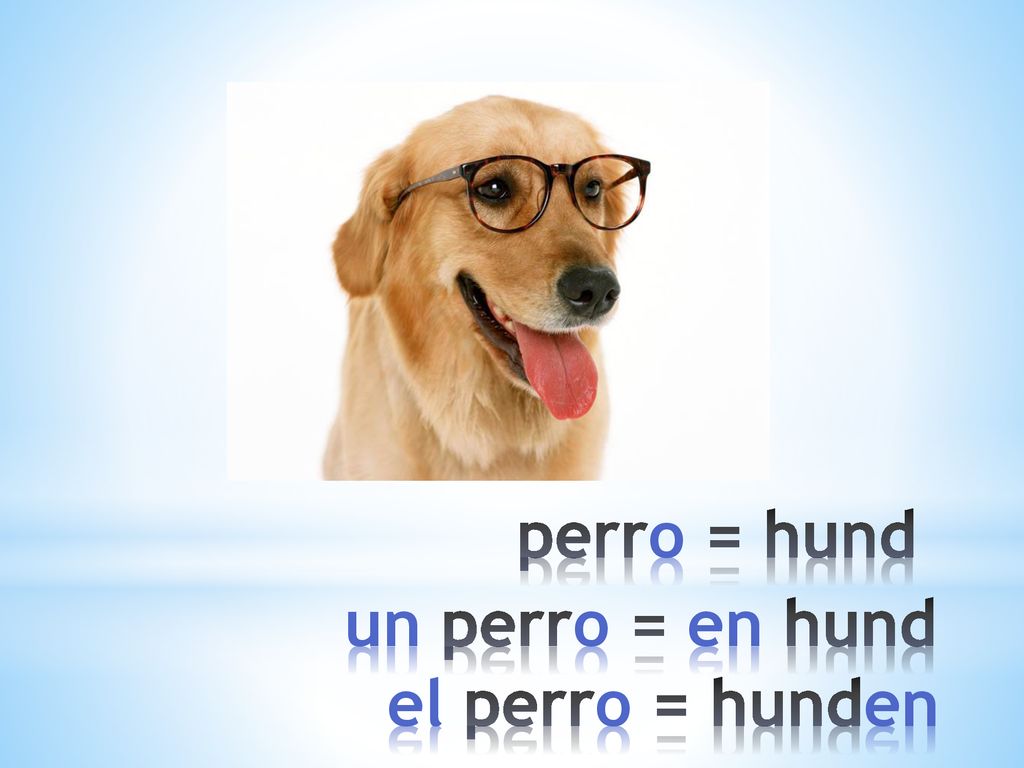 perro = hund un perro = en hund el perro = hunden