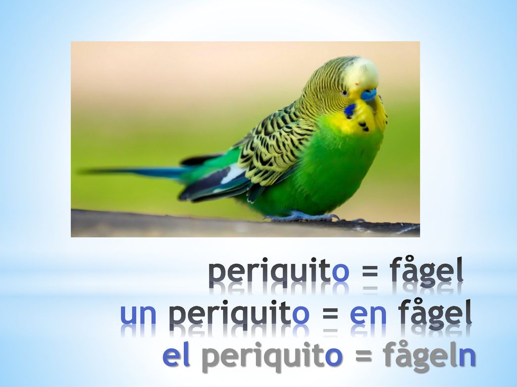 periquito = fågel un periquito = en fågel el periquito = fågeln