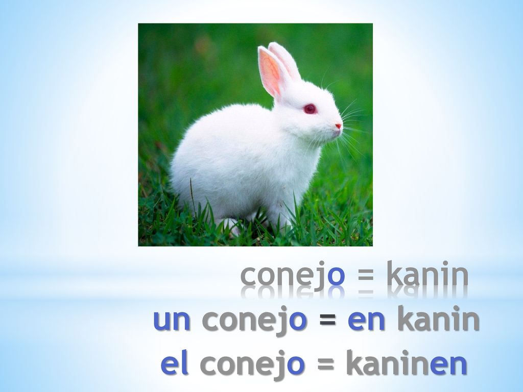 conejo = kanin un conejo = en kanin el conejo = kaninen