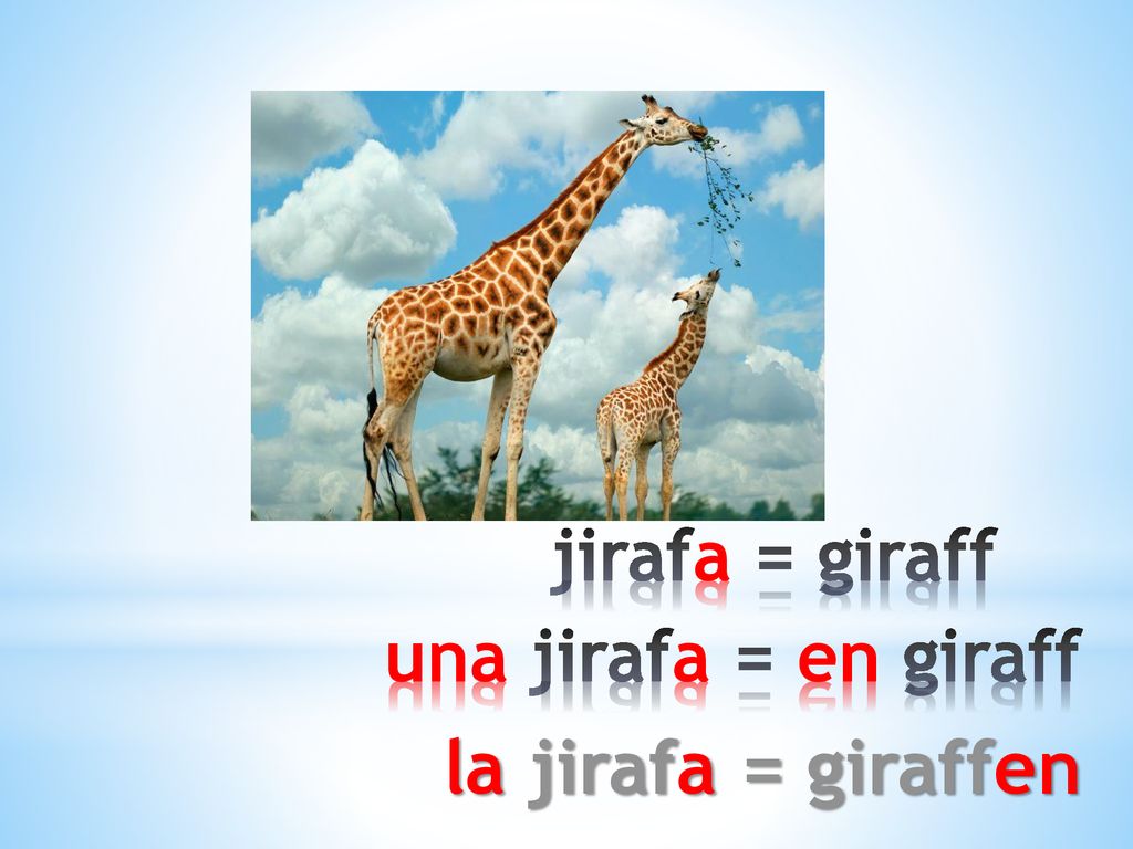 jirafa = giraff una jirafa = en giraff la jirafa = giraffen