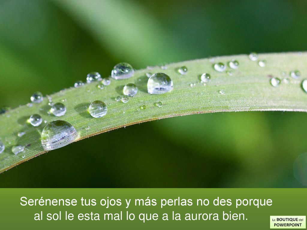 Serénense tus ojos y más perlas no des porque