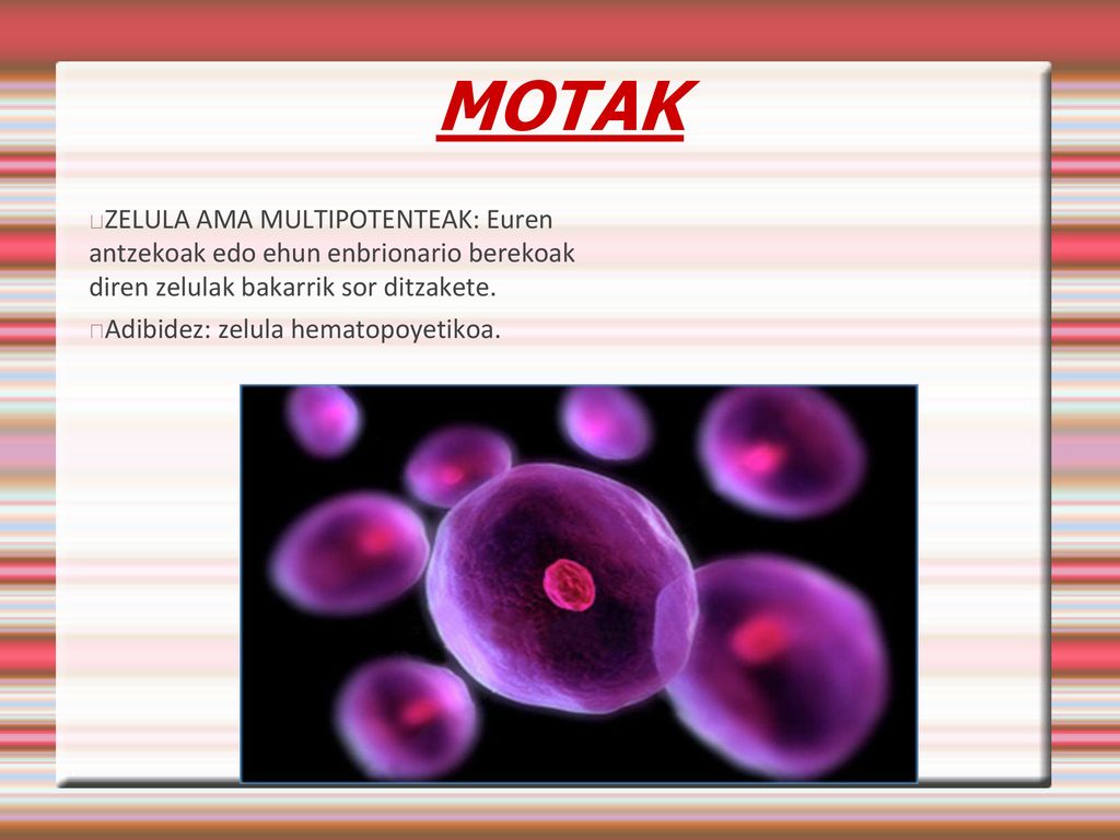MOTAK ZELULA AMA MULTIPOTENTEAK: Euren antzekoak edo ehun enbrionario berekoak diren zelulak bakarrik sor ditzakete.