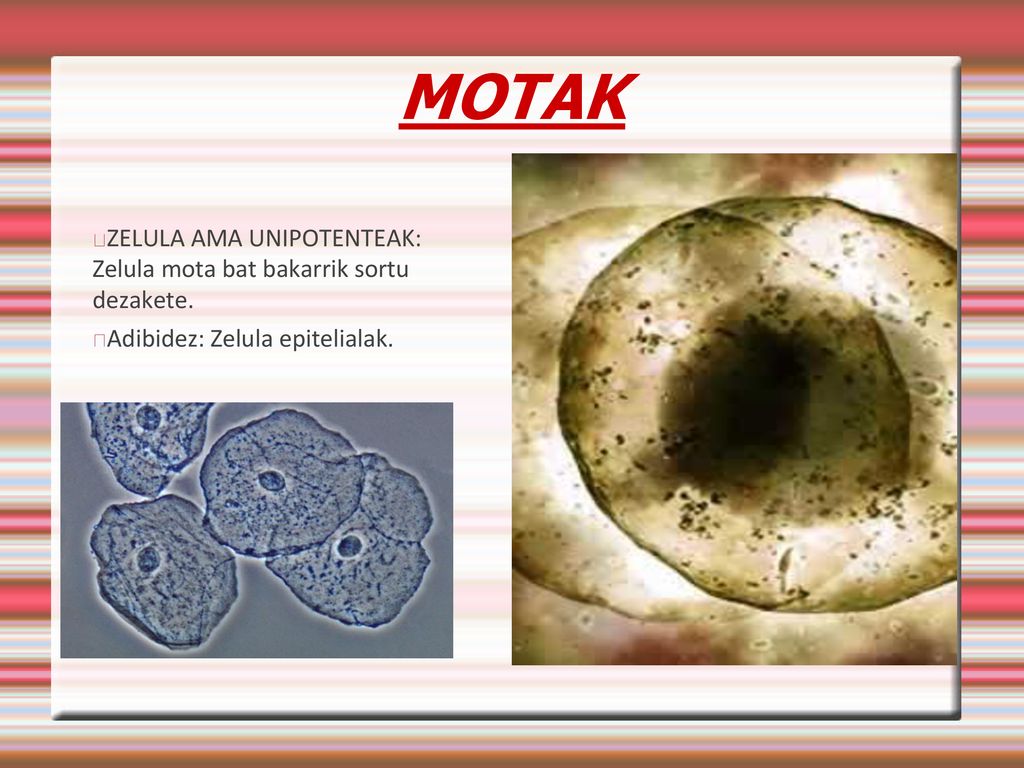 MOTAK ZELULA AMA UNIPOTENTEAK: Zelula mota bat bakarrik sortu dezakete.