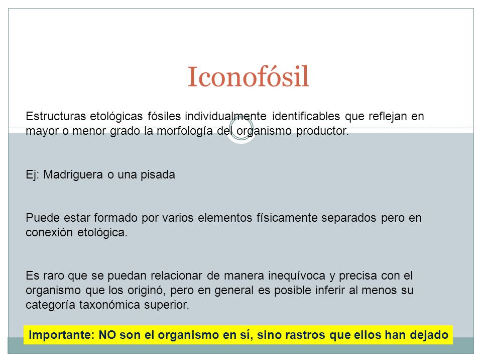Iconofósil Estructuras etológicas fósiles individualmente identificables que reflejan en mayor o menor grado la morfología del organismo productor.