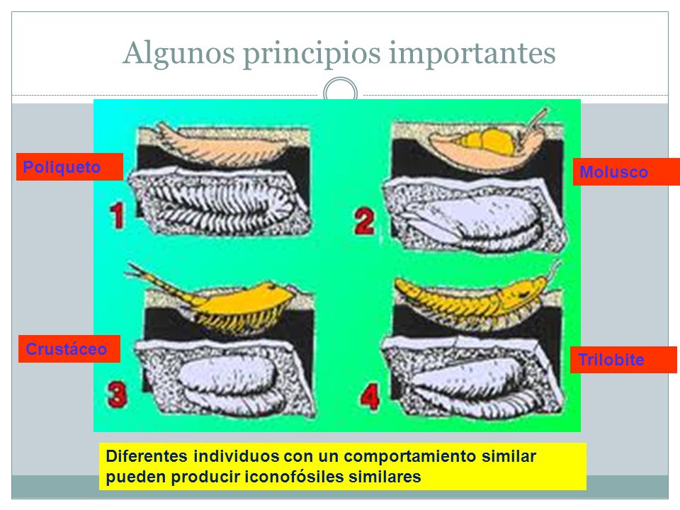 Algunos principios importantes