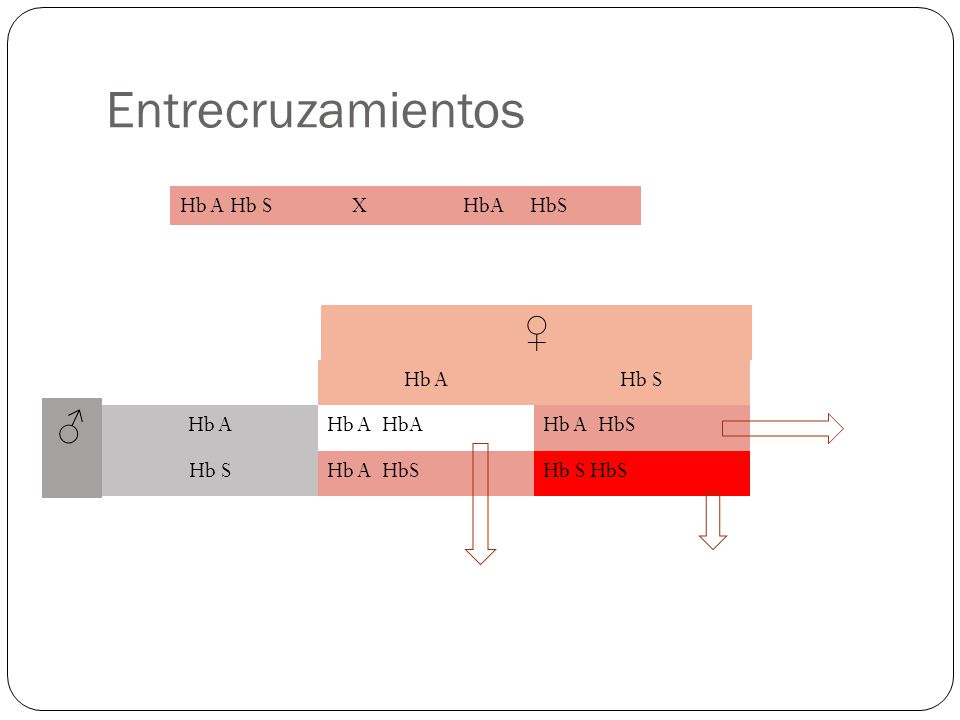 Entrecruzamientos ♀ ♂ Hb A Hb S X HbA HbS Hb A Hb S Hb A HbA Hb A HbS