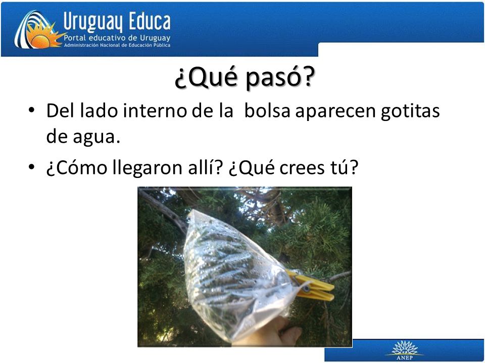 ¿Qué pasó Del lado interno de la bolsa aparecen gotitas de agua.