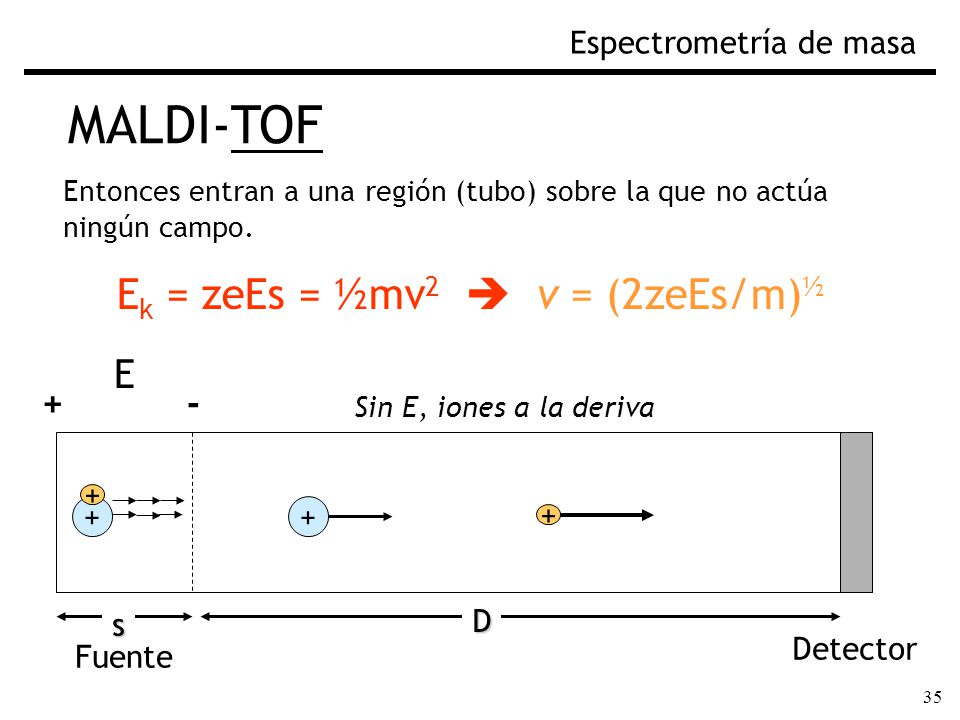 MALDI-TOF E + - Espectrometría de masa Fig. Separación por TOF