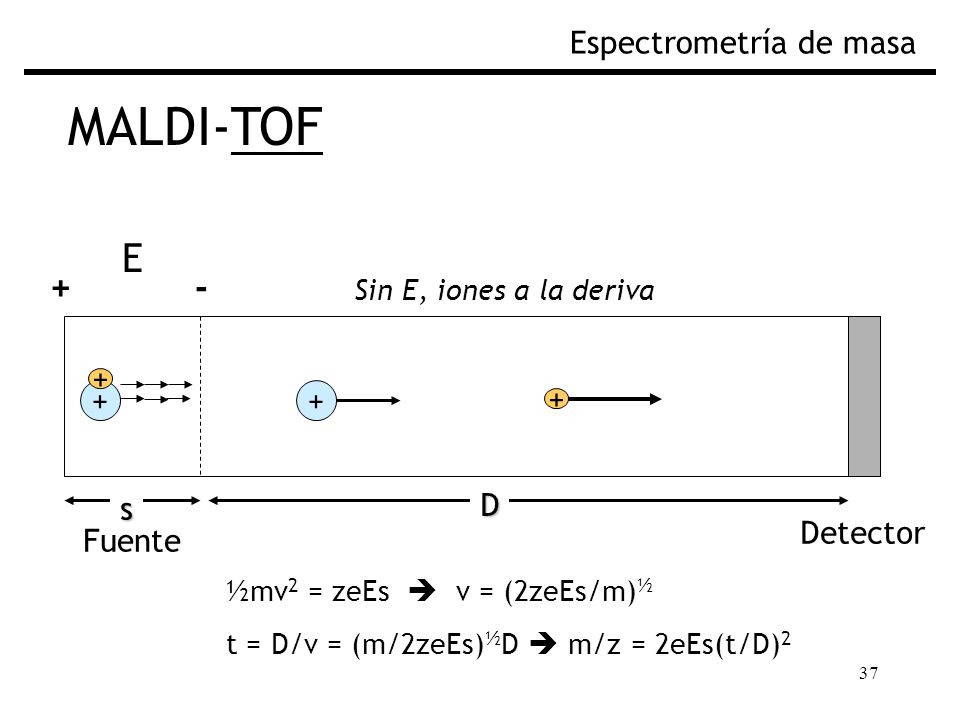 MALDI-TOF E + - Espectrometría de masa Fig. Separación por TOF