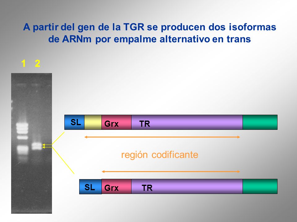 A partir del gen de la TGR se producen dos isoformas de ARNm por empalme alternativo en trans
