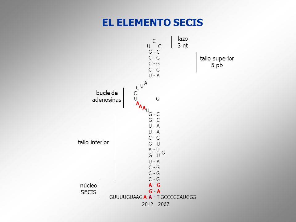 EL ELEMENTO SECIS lazo 3 nt tallo superior 5 pb bucle de adenosinas