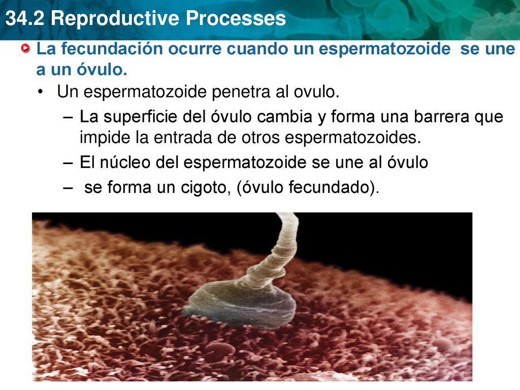 La fecundación ocurre cuando un espermatozoide se une a un óvulo.