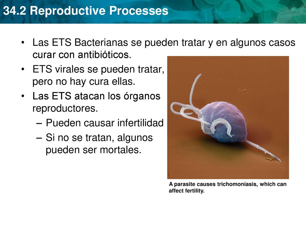ETS virales se pueden tratar, pero no hay cura ellas.