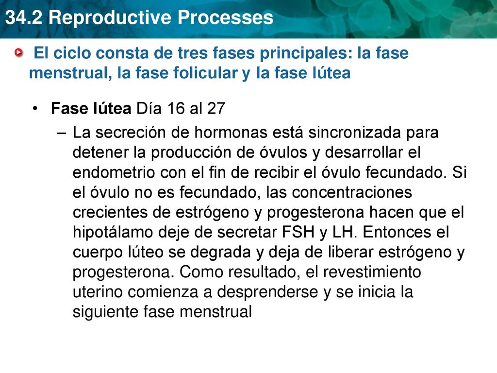 El ciclo consta de tres fases principales: la fase menstrual, la fase folicular y la fase lútea