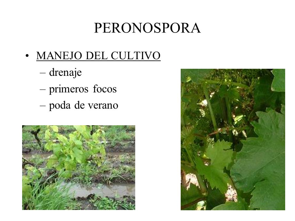 PERONOSPORA MANEJO DEL CULTIVO drenaje primeros focos poda de verano