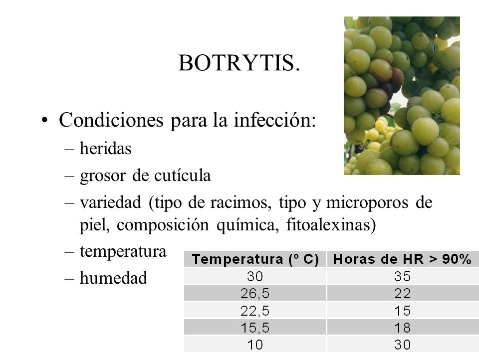 BOTRYTIS. Condiciones para la infección: heridas grosor de cutícula