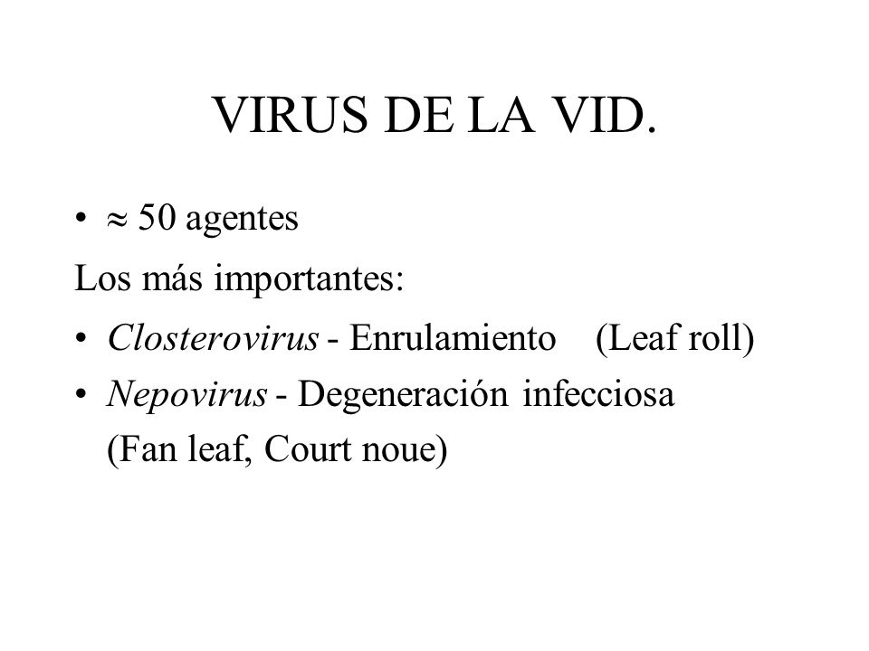 VIRUS DE LA VID.  50 agentes Los más importantes: