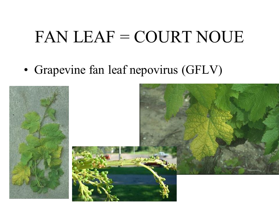 FAN LEAF = COURT NOUE Grapevine fan leaf nepovirus (GFLV)
