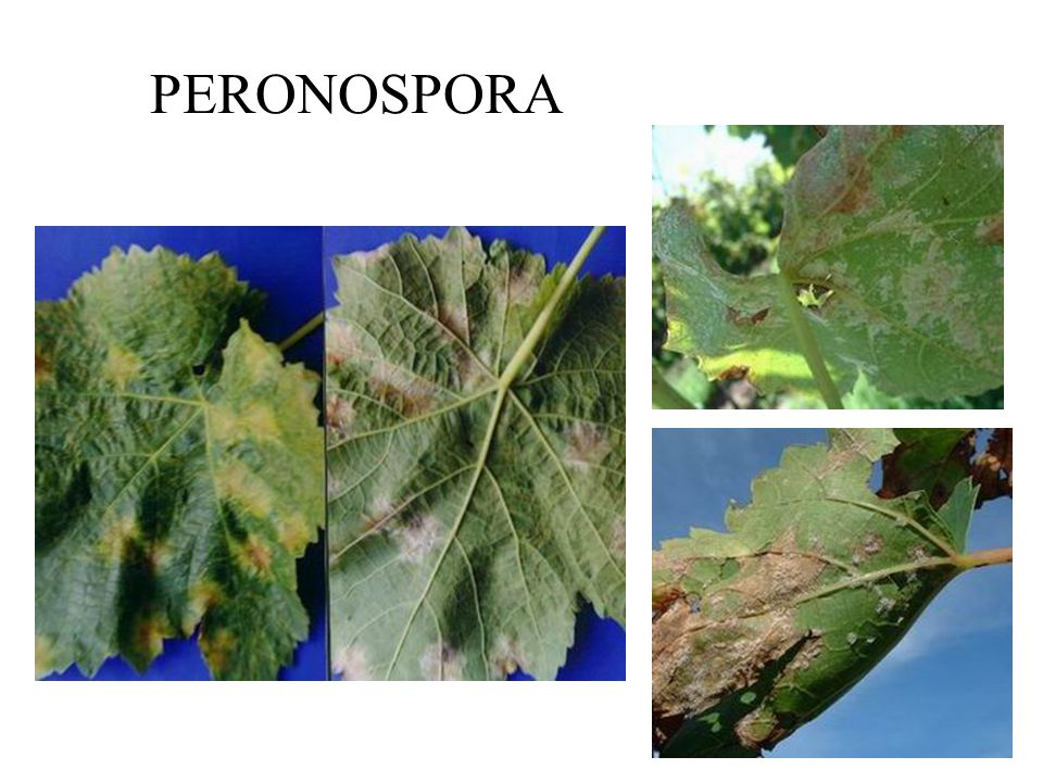 PERONOSPORA