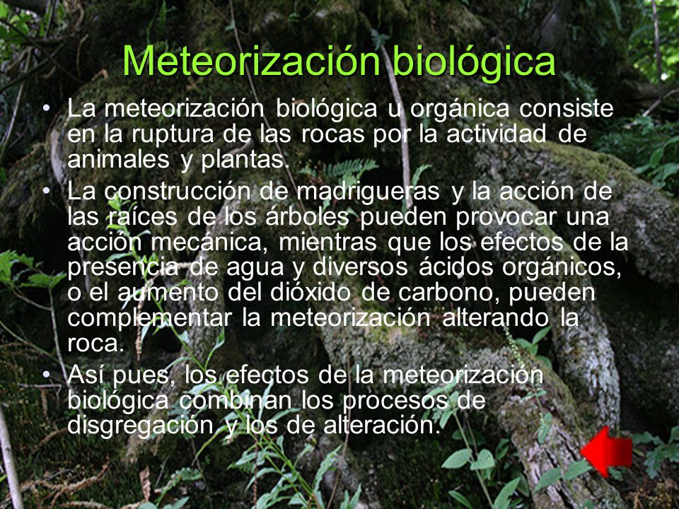Meteorización biológica