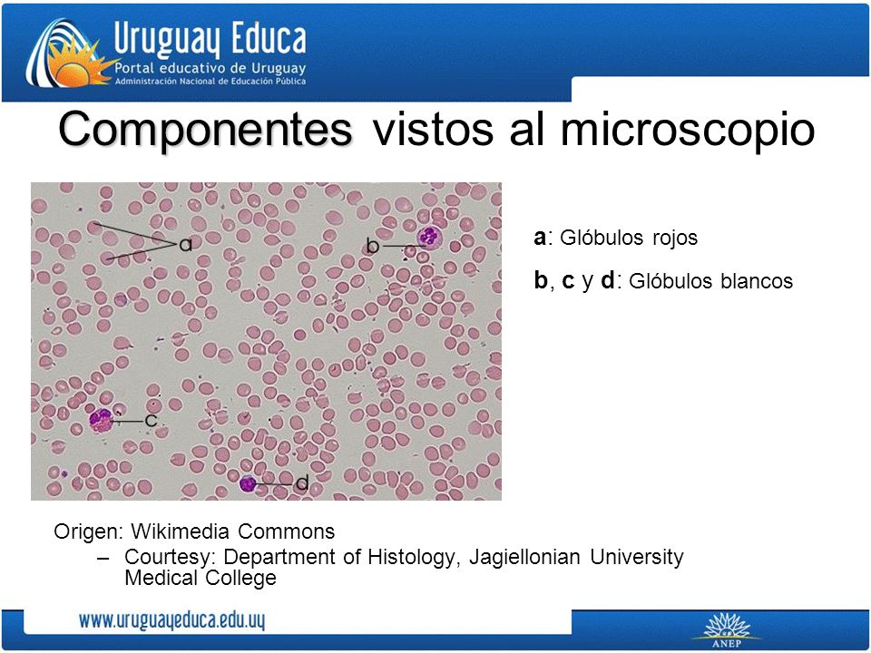 Componentes vistos al microscopio
