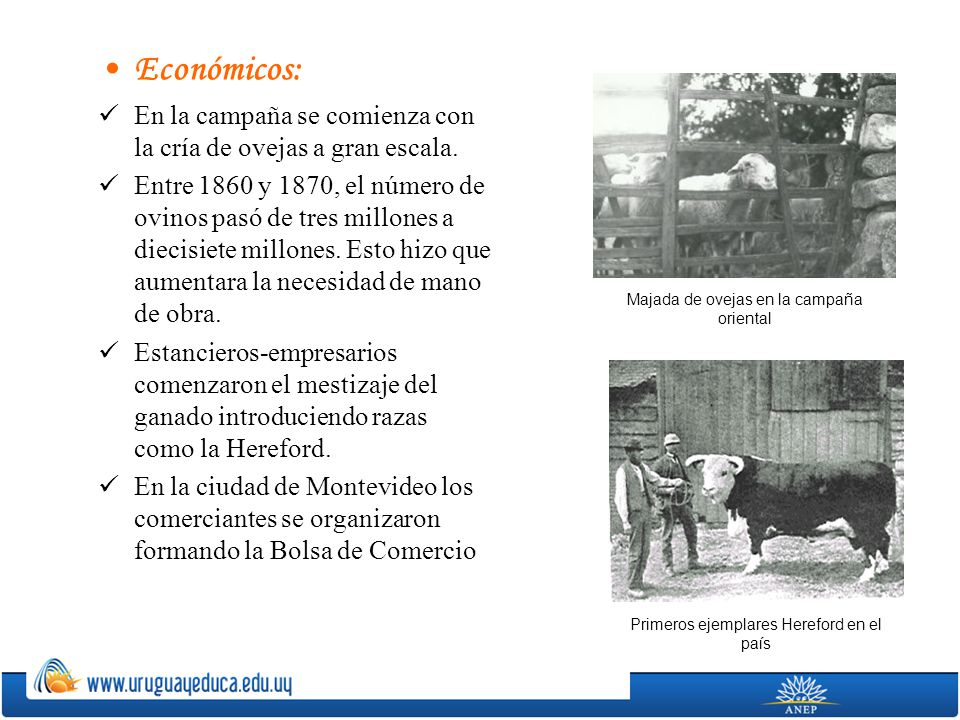 Económicos: En la campaña se comienza con la cría de ovejas a gran escala.