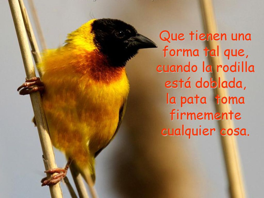 Que tienen una forma tal que, cuando la rodilla está doblada,