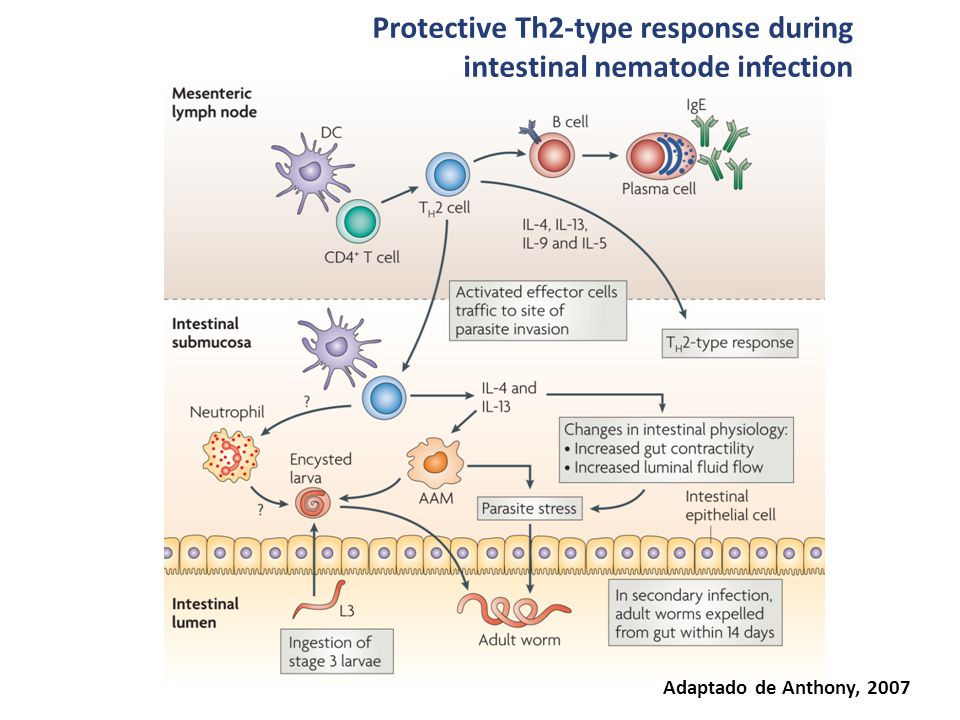 Protective Th2-type response during intestinal nematode infection