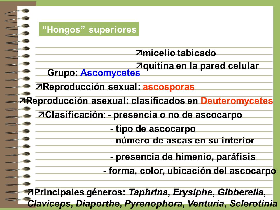 Hongos superiores Hongos Inferiores. Hongos Inferiores. Hongos Superiorers: micelio tabicado.
