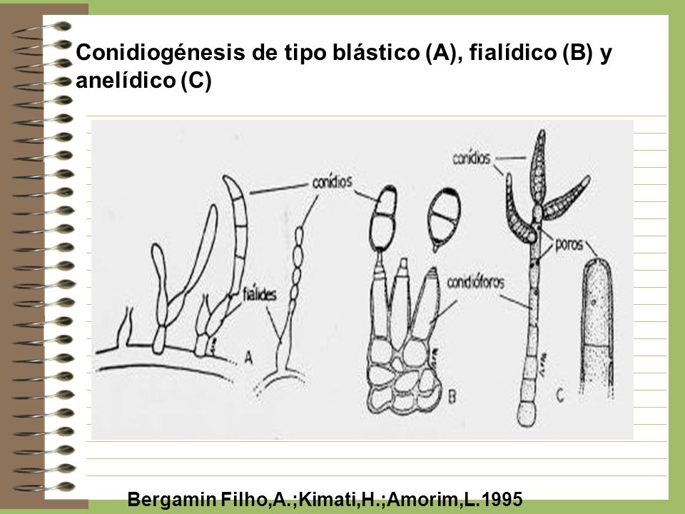 Conidiogénesis de tipo blástico (A), fialídico (B) y anelídico (C)