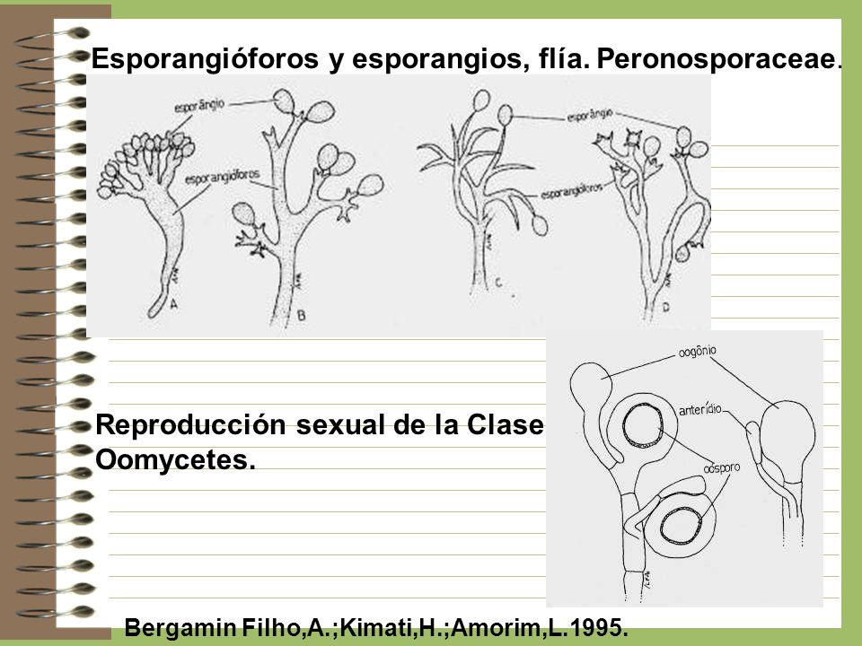 Esporangióforos y esporangios, flía. Peronosporaceae.