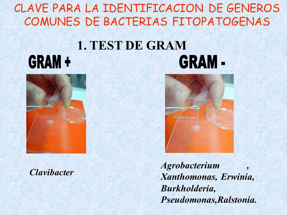 CLAVE PARA LA IDENTIFICACION DE GENEROS COMUNES DE BACTERIAS FITOPATOGENAS