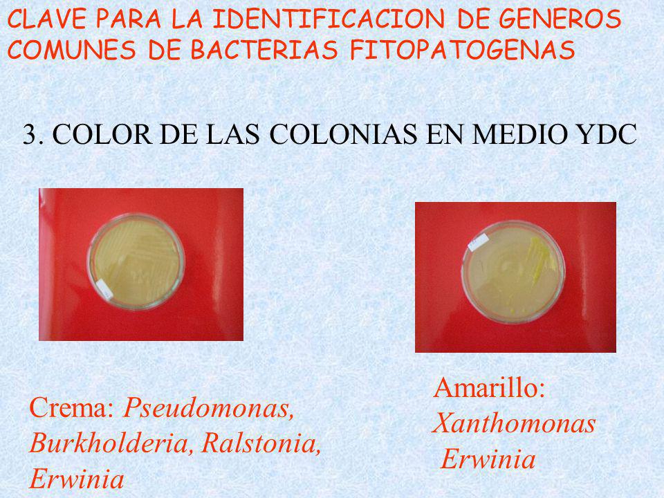 3. COLOR DE LAS COLONIAS EN MEDIO YDC