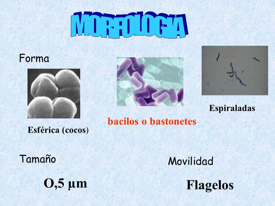 MORFOLOGIA O,5 µm Flagelos Forma bacilos o bastonetes Tamaño Movilidad