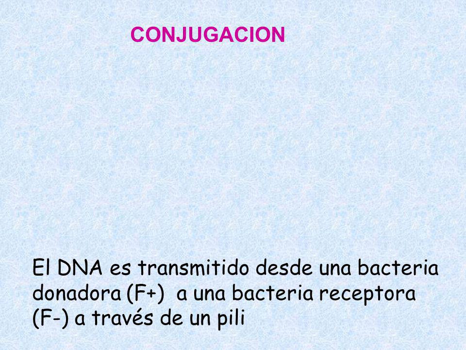 CONJUGACION El DNA es transmitido desde una bacteria donadora (F+) a una bacteria receptora (F-) a través de un pili.