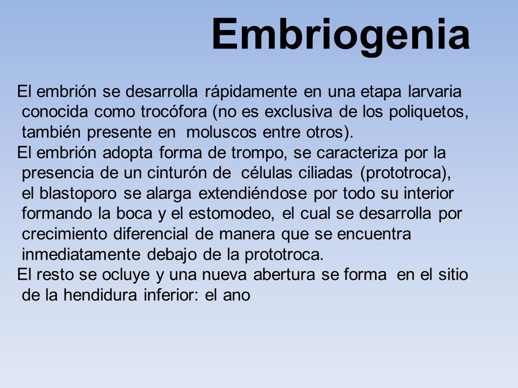 Embriogenia El embrión se desarrolla rápidamente en una etapa larvaria