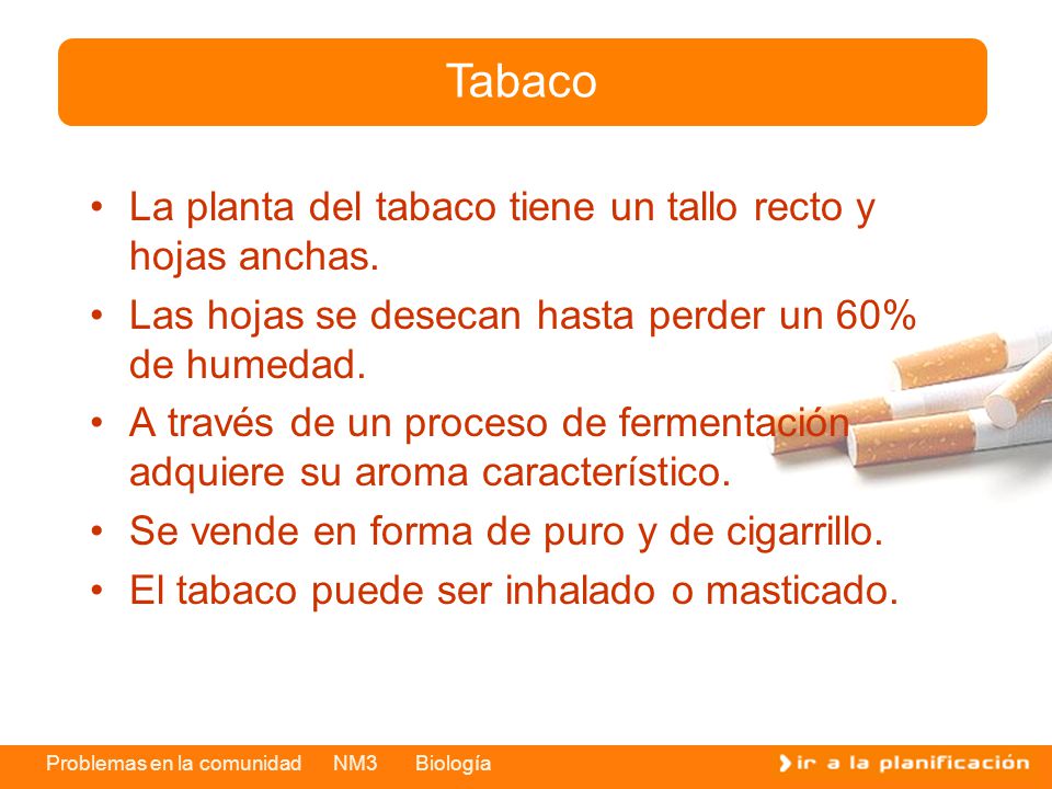 Tabaco La planta del tabaco tiene un tallo recto y hojas anchas.