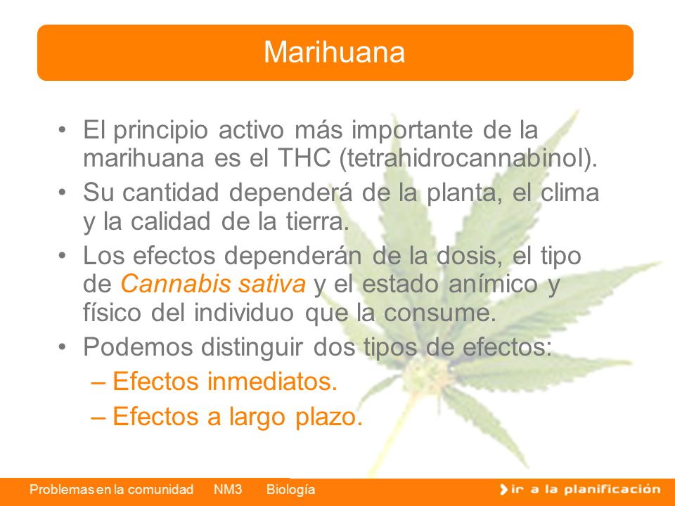 Marihuana El principio activo más importante de la marihuana es el THC (tetrahidrocannabinol).