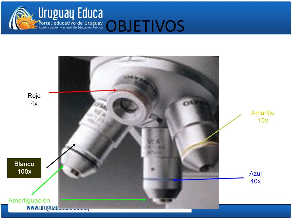OBJETIVOS Rojo 4x Amarillo 10x Blanco 100x Azul 40x Amortiguación