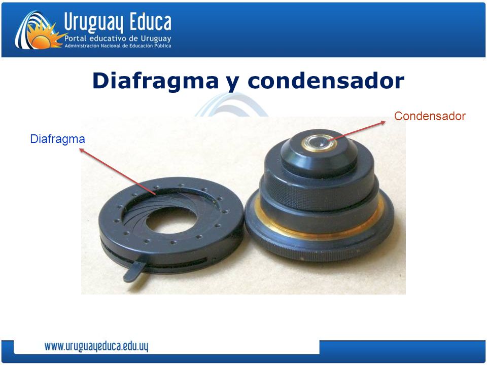 El MICROSCOPIO ÓPTICO PARTES E HISTORIA. ¿Qué avance tecnológico nos ha  permitido conocer seres vivos tan pequeños no visibles a los ojos? - ppt  video online descargar