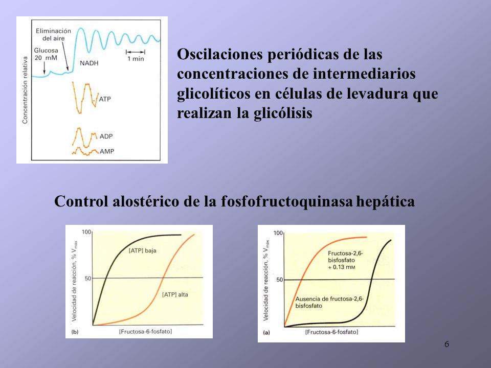 Oscilaciones periódicas de las concentraciones de intermediarios glicolíticos en células de levadura que realizan la glicólisis
