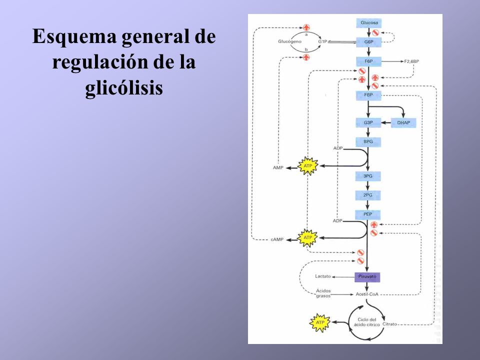 Esquema general de regulación de la glicólisis